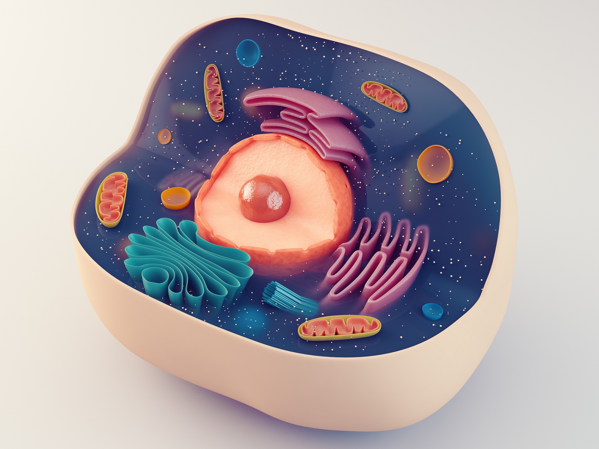Célula organela citoplasma citoesqueleto núcleo mitocôndria retículo endoplasmático ribossomo lisossomo peroxissomo complexo de Golgi membrana plasmática